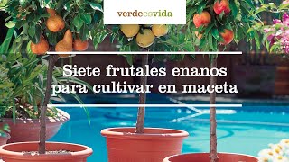 Siete frutales enanos para cultivar en maceta [upl. by Slosberg]