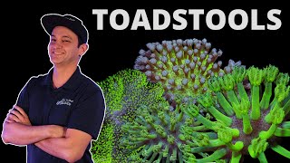 Top Shelf Aquatics Coral Care Series  Toadstools [upl. by Demp770]