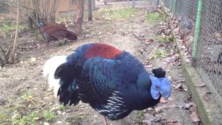 Crested Fireback Pheasant  Lophura ignita  Огнен фазан гребенест [upl. by Gagne142]