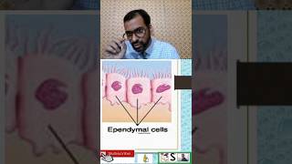 Ependymal cells nursingcompetition nursingnotes [upl. by Maynord]