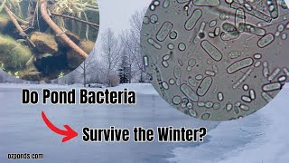 Do Pond Bacteria Survive the Winter [upl. by Ciel54]