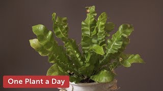 Asplenium nidus Houseplant Care — 171 of 365 [upl. by Eellek241]