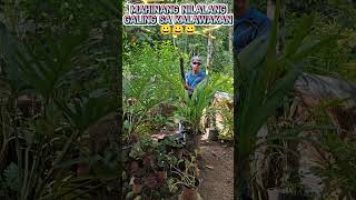 Mahinang nilalang galing sa kalawakan highlights2024 shortvideo plyingkick wengcampovlog [upl. by Faina]