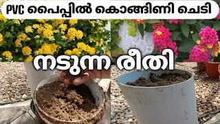 How to grow Lantana plant in PVC pipe l Lantana care amp propagation l increase blooms l Lincys Link [upl. by Fotzsyzrk996]