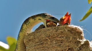 AMAZING WILDLIFE ENCOUNTER Tiger Snake eats Willie Wagtails [upl. by Finbur]