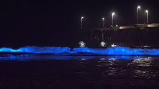 Bioluminescence In Venice Beach October 2024 [upl. by Jahdiel]