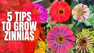 5 Tips to Grow AMAZING Zinnias  How To Grow Zinnias  Cut Flower Garden [upl. by Elsworth]