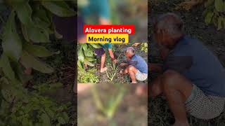 🌄🏞️🏝️🪴Alovera plant invillage youtubeshorts newshortsshort viralvideo amezingvillage vlogs [upl. by Thgiwed]