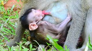 Adorable Newborn Monkey Grabs Two Bottles at Milk Time Monkey Cambodia Daily [upl. by Yolane]