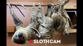 🔴 Sloth Cam Highlights  Animals on CCTV [upl. by Anilegnave]