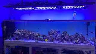 300 gallon SPS garden  2 month review [upl. by Airemat]