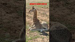 Monarto Safari Park SA [upl. by Llesram]