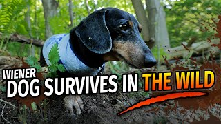 Wiener Dogs Wilderness Survival Show  with Oakley Dokily the Dachshund [upl. by Ruskin]