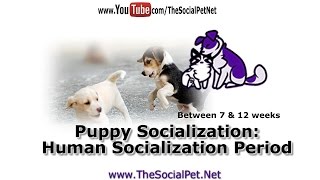 Puppy Socialization Human Socialization Period [upl. by Torhert270]