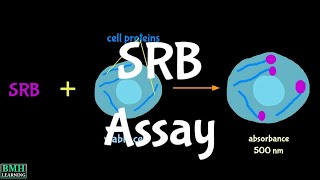 Sulforhodamine B Assay  SRB Assay [upl. by Aeriel]