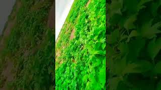 farming song farming game newsong punjabisong punjabi song love viralvideo horse [upl. by Emory422]