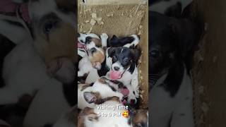 எல்லாமே pappy Kuttys 😍😍😍 anshikamobile colachel dog dog pet pets instalike [upl. by Gowrie918]