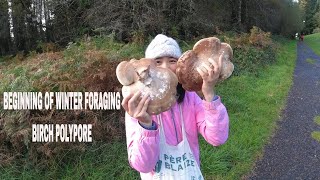 Winter foraging Birch Polypore  Medical Mushroom [upl. by Llerihs]