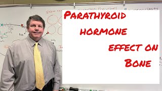 Parathyroid Hormone’s Effect On Bone [upl. by Kerek]