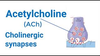 Cholinergic Synapse Mechanism [upl. by Ayoted]