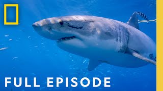 Counting Jaws The Great White Shark Hot Spot Full Episode  National Geographic [upl. by Nylasor76]