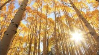 Colorado Aspen in the Fall [upl. by Goodden760]