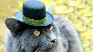 Top Hats for CATS LÜT 25 [upl. by Kirtap633]