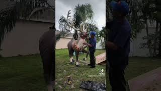 Poniendo los adornos de navidad en el jardín Navidad 2024 [upl. by Auhesoj629]