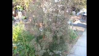 How to Harvest Fennel Seeds [upl. by Catherine197]