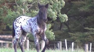 Friesian horse  Stunning Friesian Knabstrupper Colt  FriesianHorsecomau [upl. by Agustin]