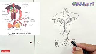 9th PB Biology Diagram 13Different organs in Frog Digestive system [upl. by Sula]