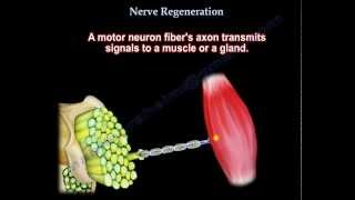 Nerve Regeneration  Everything You Need To Know  Dr Nabil Ebraheim [upl. by Eyllek]