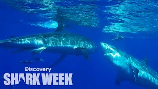 Great White Attacks Another Shark  Shark Week [upl. by Bess]