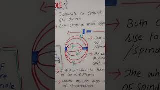 Role of centrioles scienceeducation biology cellbiology bioscience [upl. by Rebmyt358]