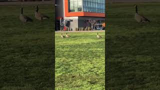 Canada geese honking at my school [upl. by Ennaitsirk]