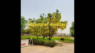 Amaltas tree floweringyellow tree [upl. by Anderer]