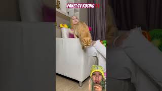 PAKT TV KUCING ‼️ reaction cat funny funnycats pets [upl. by Aenel]