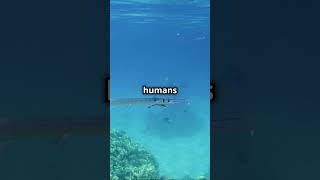 Amazing Facts About Needlefish 🌊🐟 [upl. by Haleeuqa]