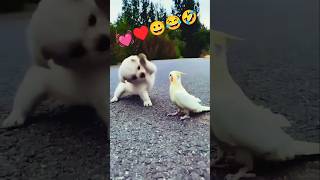 Oye Anjali😀😂🤣funnyshortscomedymemestrending shortvideo comedyshorts MrBeast [upl. by Dasya]