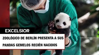 Zoológico de Berlín presenta a sus pandas gemelos recién nacidos [upl. by Nasar]