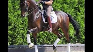 SOLD wwwsporthorsesonlinecom 2006 top Dressage gelding [upl. by Aneerhs736]