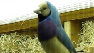 Male Lady Gouldian Mating song [upl. by Luna123]