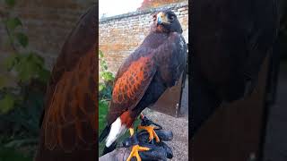 BEAUTIFUL HARRIS HAWK IN AUTUMNAL SUNSET GLOW [upl. by Notna150]