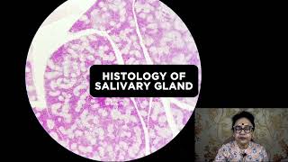 Salivary Glands Histology  Histology Slide Identification  Dr Sibani Mazumder [upl. by Karyn]