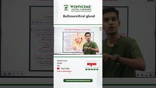 Bulbourethral gland by Piyush sir winsomeinternationalschool [upl. by Fredek]