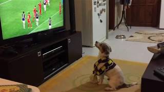 Dog watching football and shows amazing reaction [upl. by Yedok]