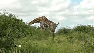 Giraffe  zarafa  the tallest animal in the world [upl. by Noremac]