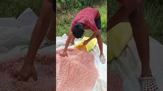 Potta Mandhu dailyvlog villagevlogs shots youtube farming [upl. by Hardi]