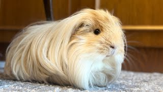 Purring Guinea pig Cutest Guinea pig videos [upl. by Esilehs988]