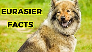 Eurasier Dog  Top 10 Interesting Facts [upl. by Elirpa]